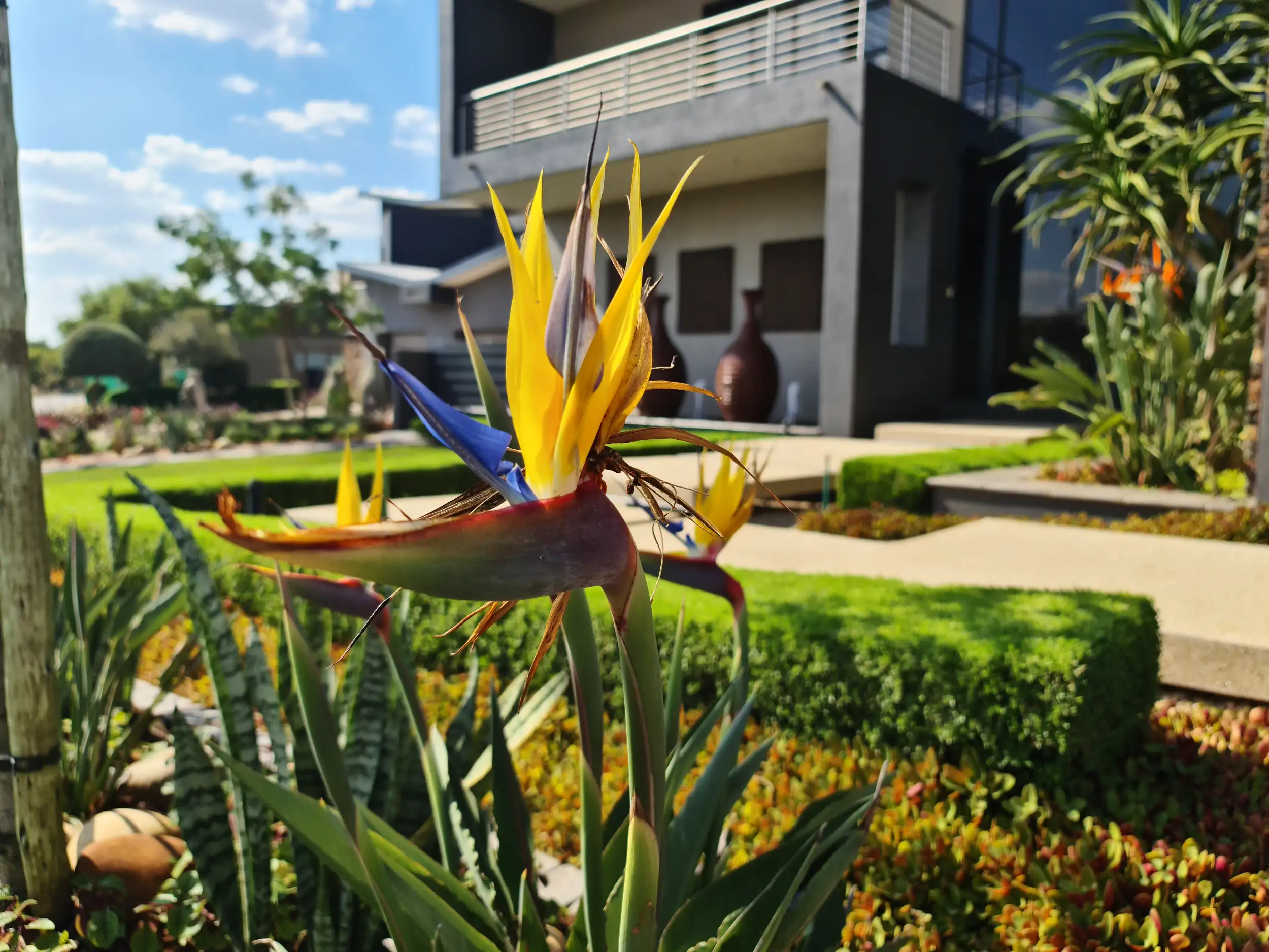 Residential garden design and landscaping Gauteng by Living Green Landscapes